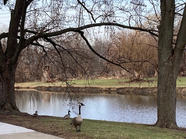 A goose is walking in a park next to a pond.
